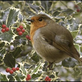 Robin Red Breast Among Red Holly Berries